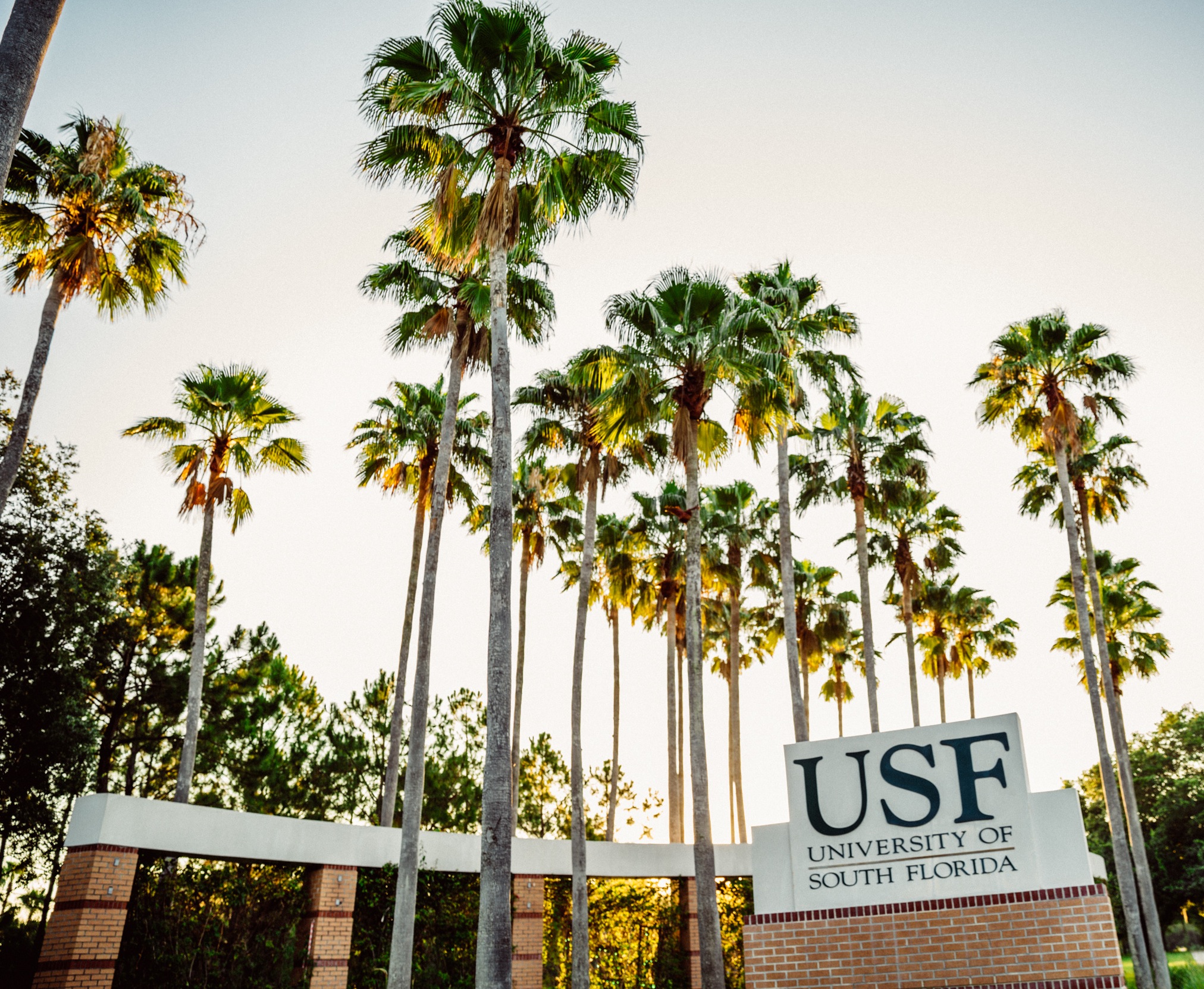 Usf Front About USF's Tampa Campus | The USF Parent & Family BULLetin